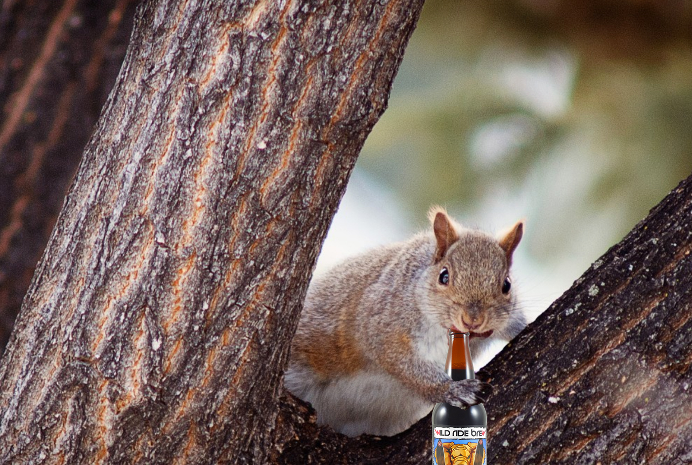 https://www.peaksandpints.com/wp-content/uploads/2018/09/Wild-Ride-Nut-Crusher-Peanut-Butter-Porter.jpg