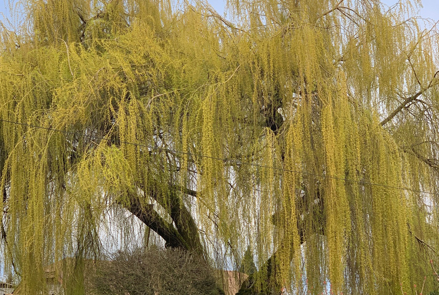 Tree-dimensional Tacoma: Weeping Willow - Peaks and Pints Proctor